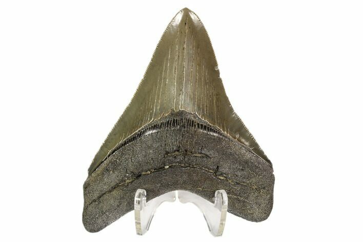 Serrated, Fossil Megalodon Tooth - Georgia #107277